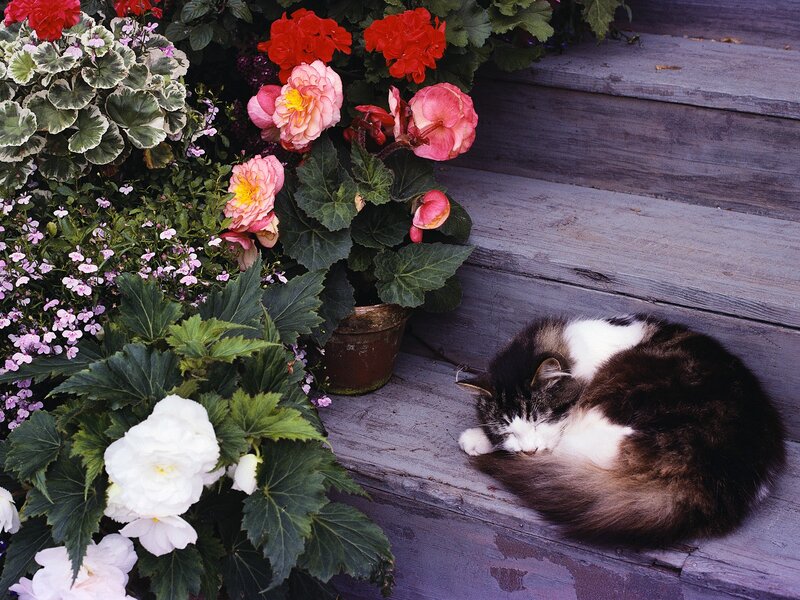 Cat sleeping by flowers