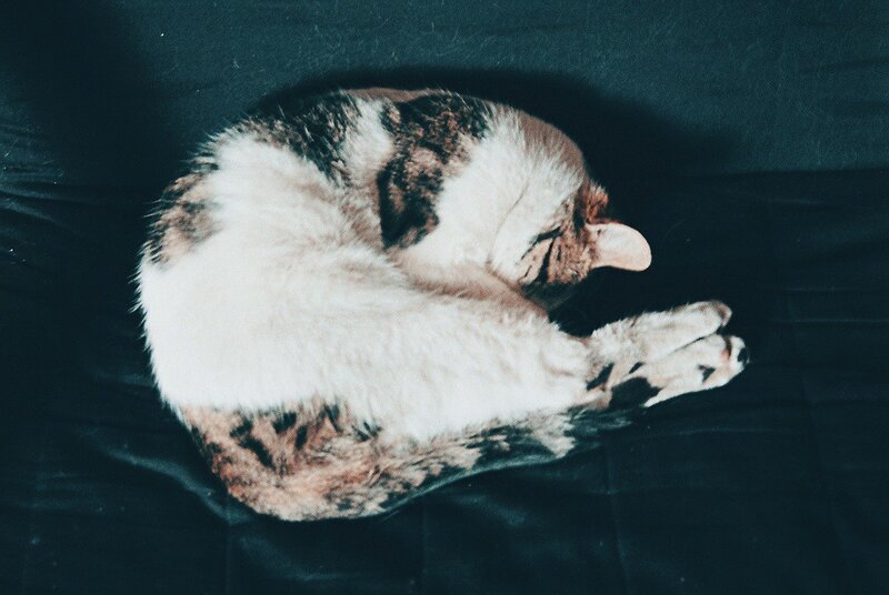 Cat sleeping curled up