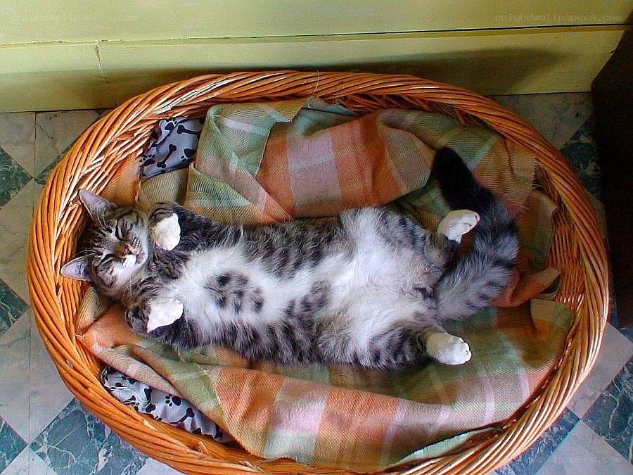 Cat sleeping in a basket