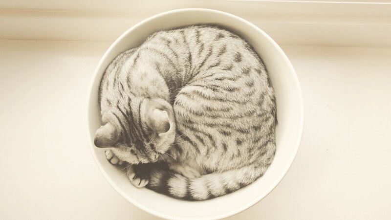 cat sleeping in a bowl