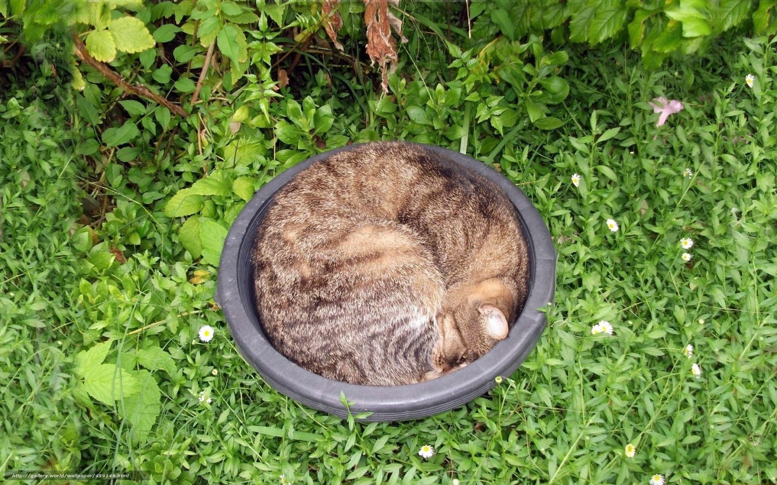 cat sleeping in a bowl