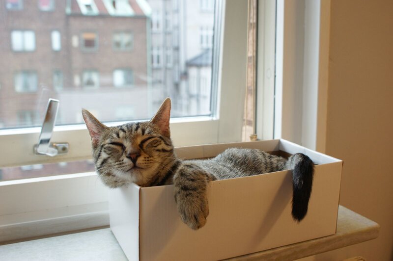 Cat sleeping in a box