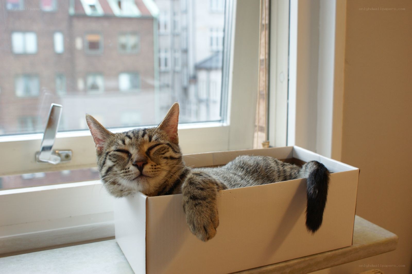 Cat sleeping in a box