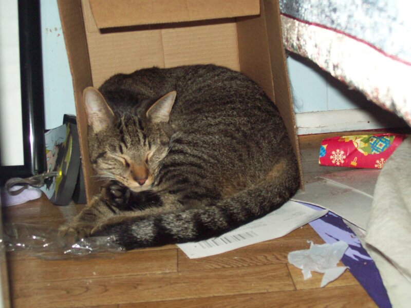 Cat sleeping in a box