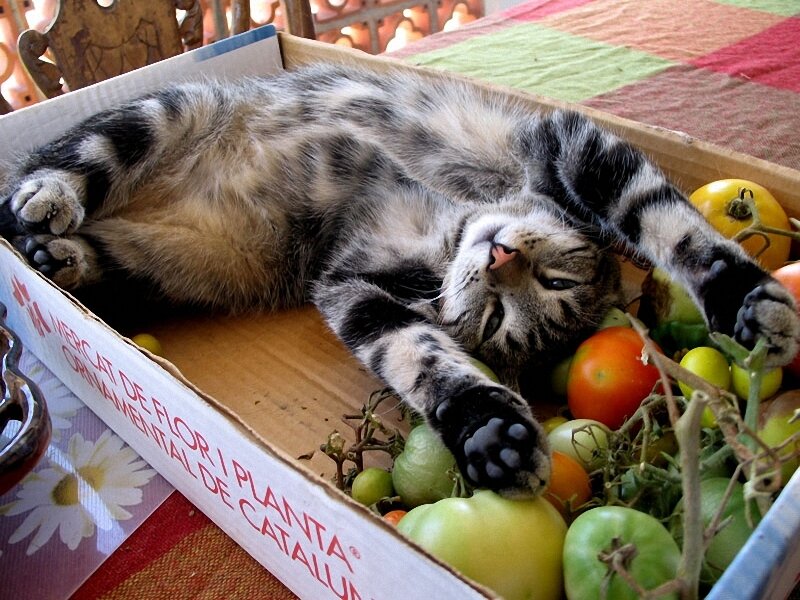 Cat sleeping in a box of tomatoes