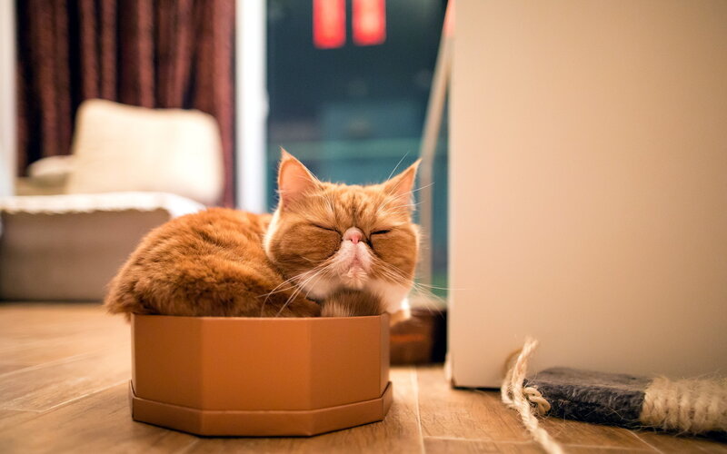 Cat sleeping in a box