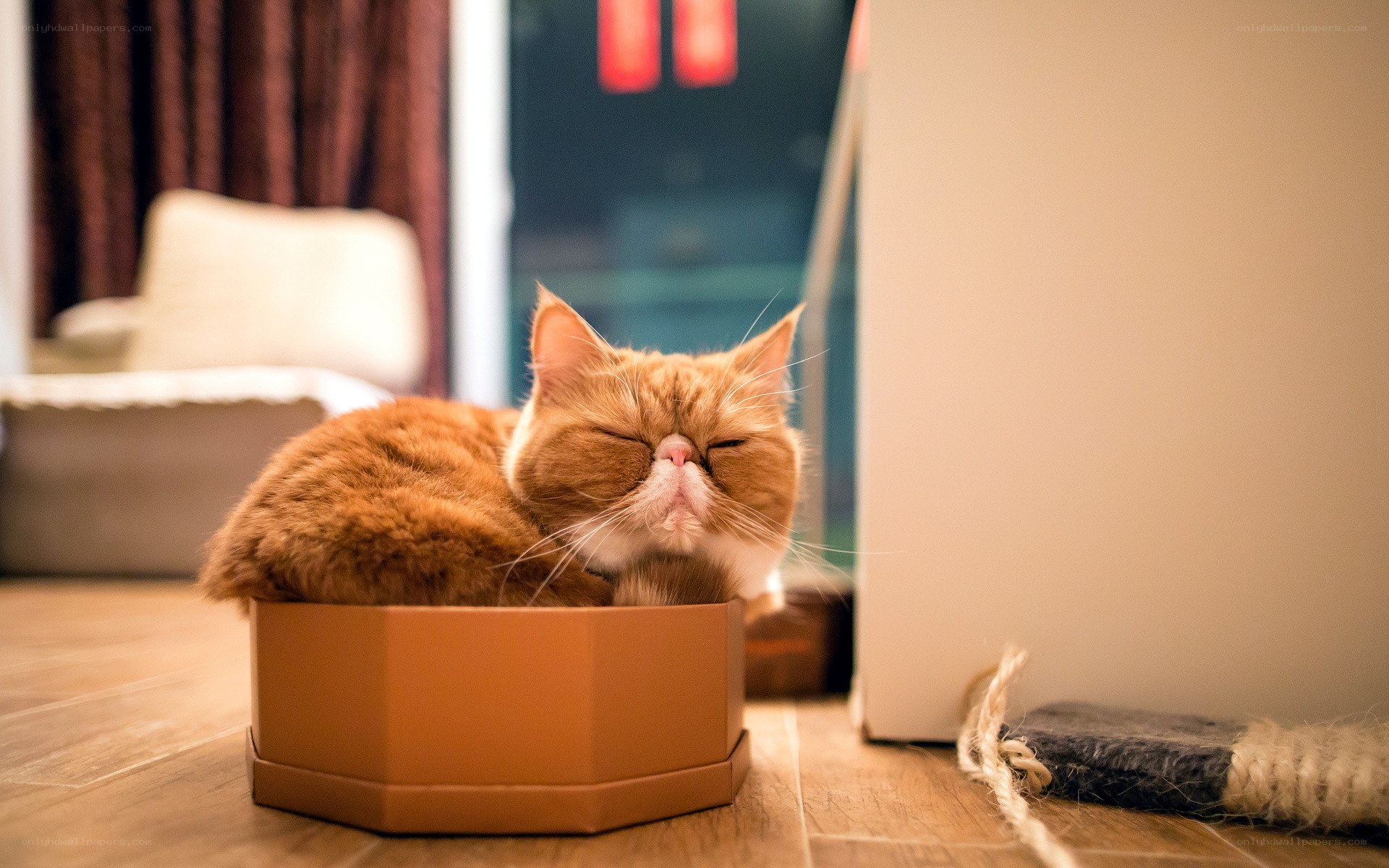 Cat sleeping in a box