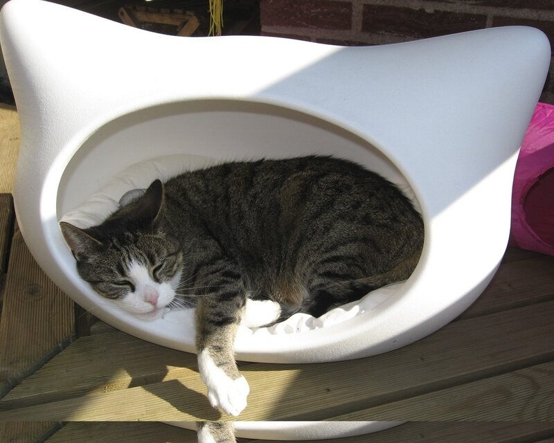 Cat sleeping in a cat bed