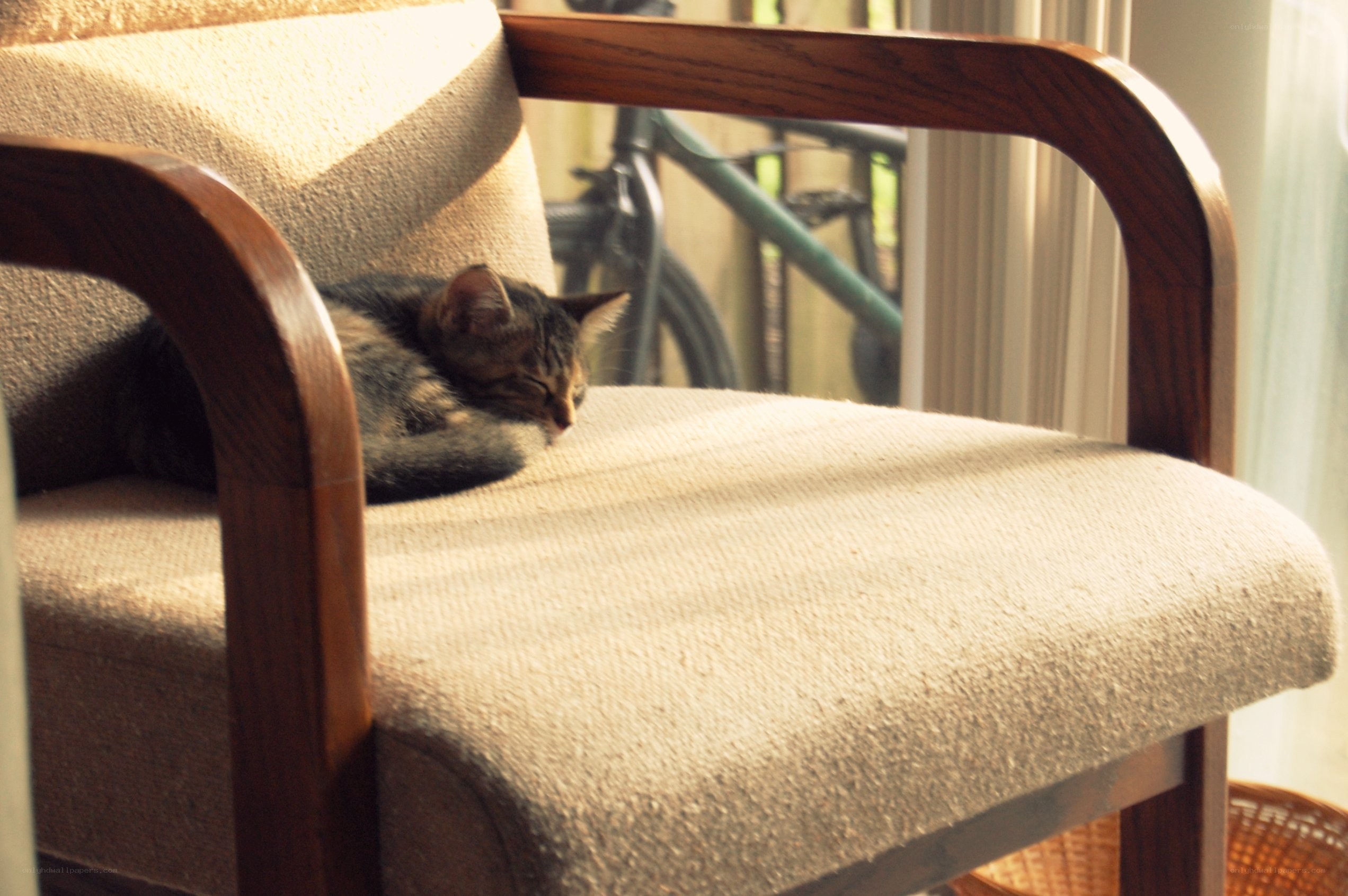 Cat sleeping in a chair