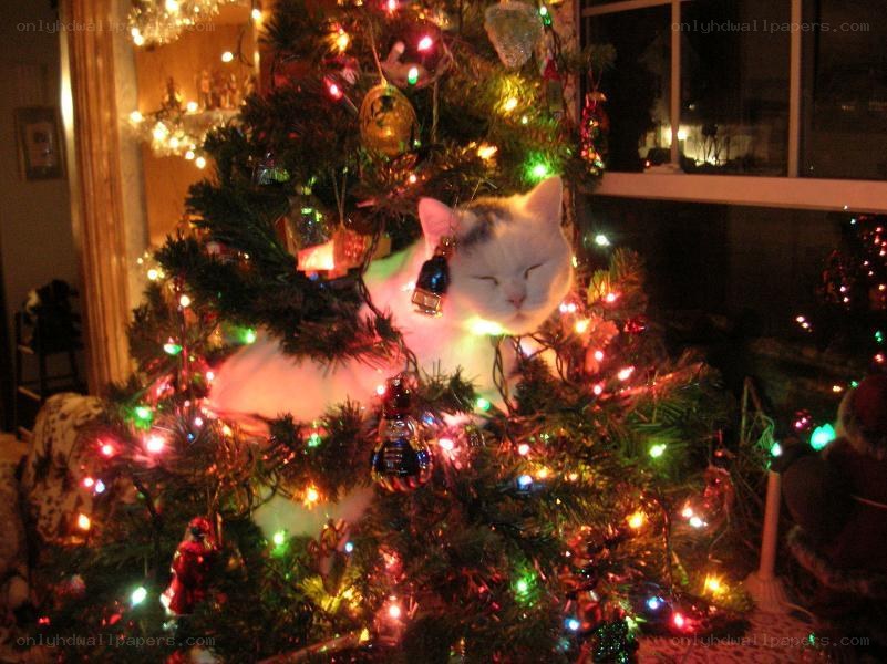 cat sleeping in a Christmas tree
