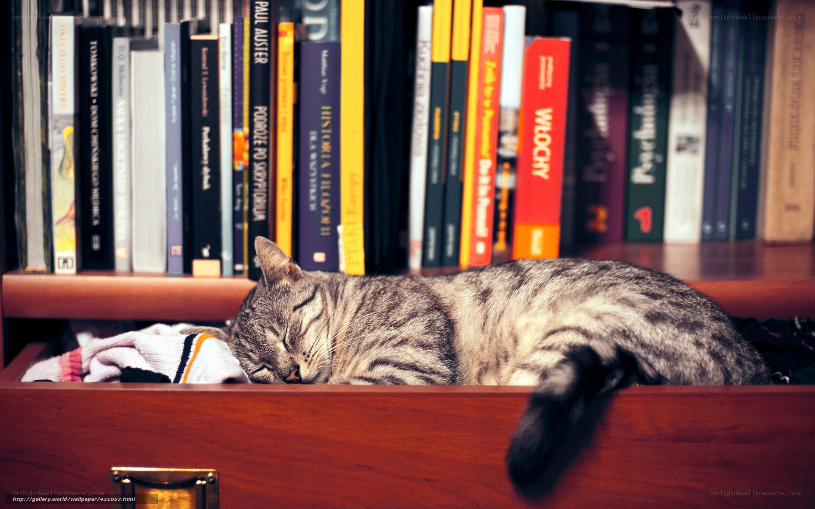 Cat sleeping in a drawer