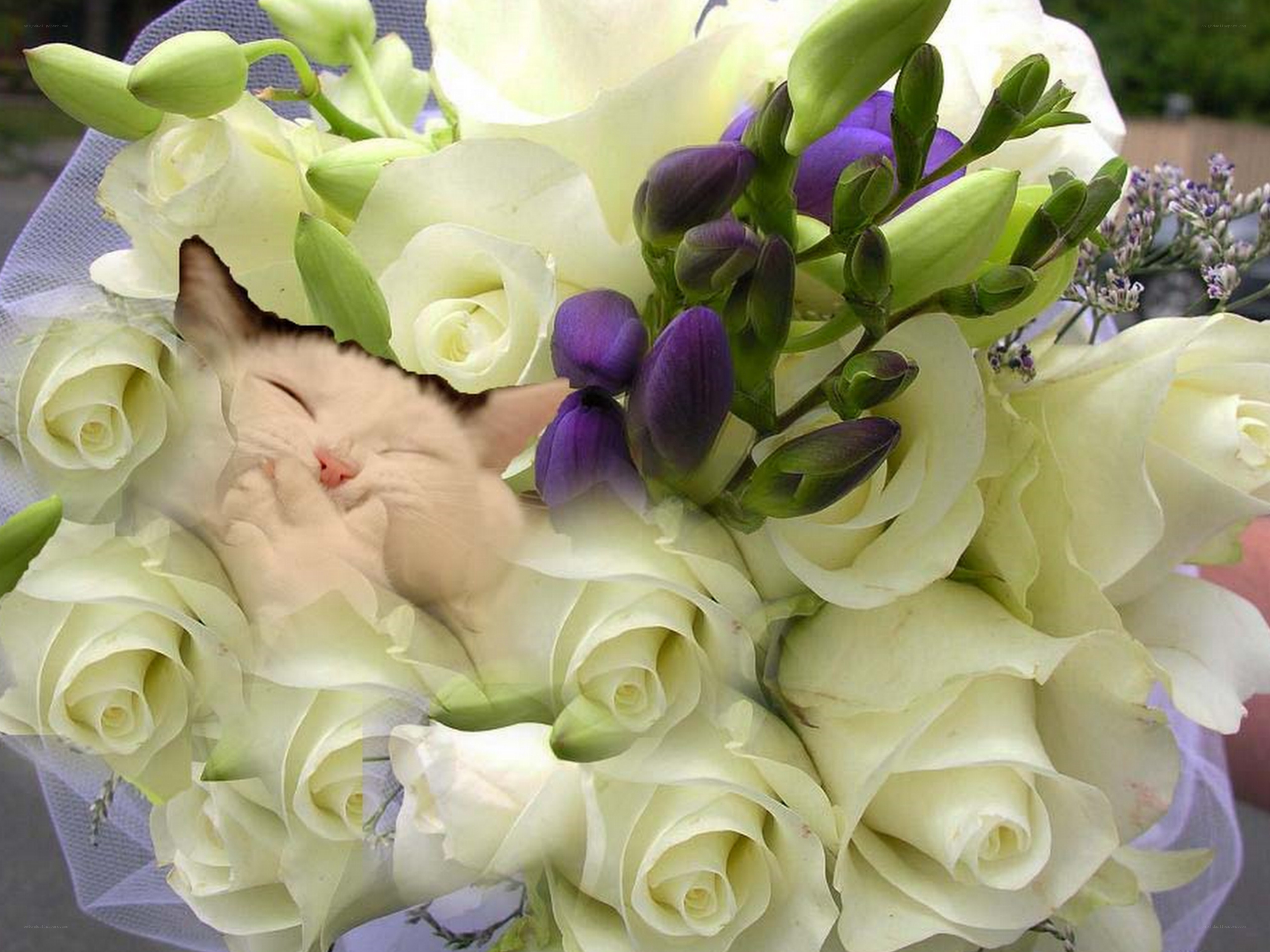 cat sleeping in a flower bouquet