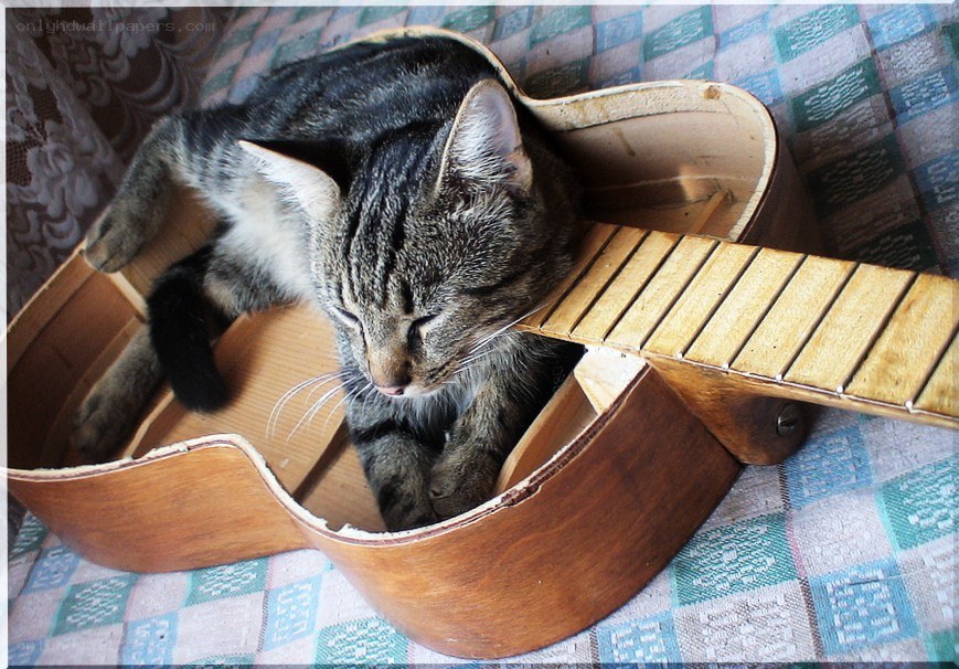 Cat sleeping in a guitar