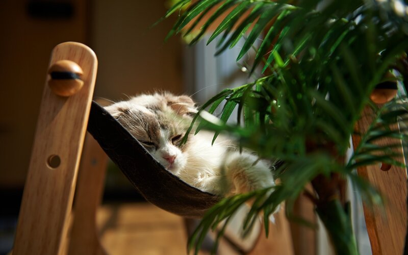 Cat sleeping in a hammock