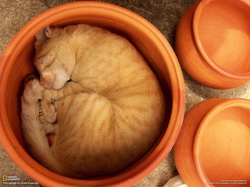 Cat sleeping in a pot