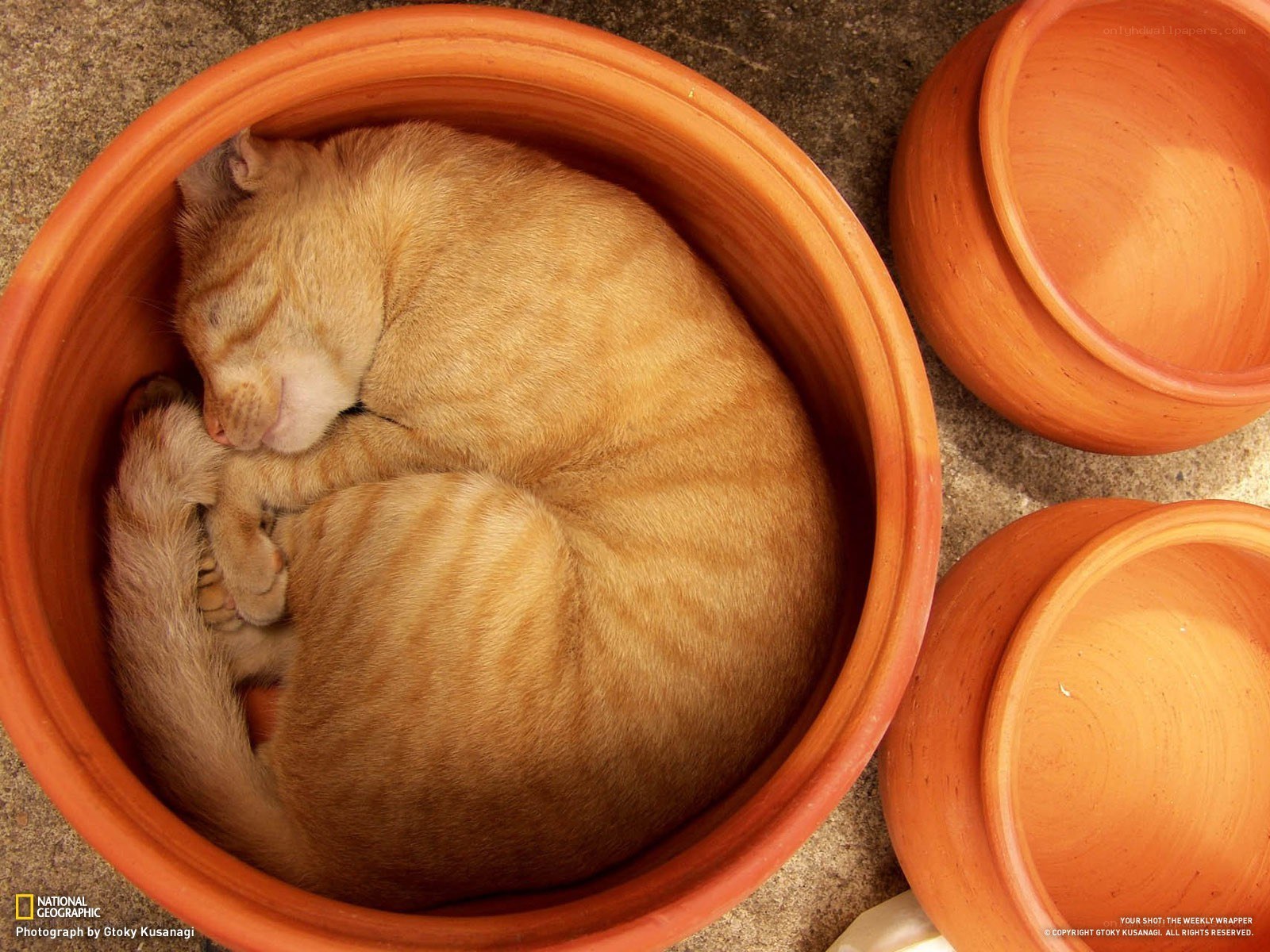 Cat sleeping in a pot