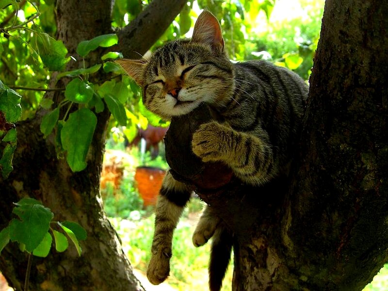 Cat sleeping in a tree