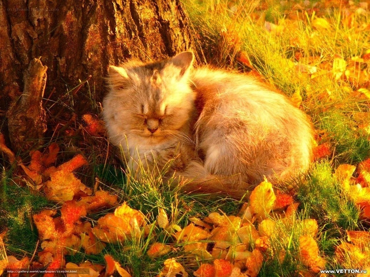 Cat sleeping in autumn leaves