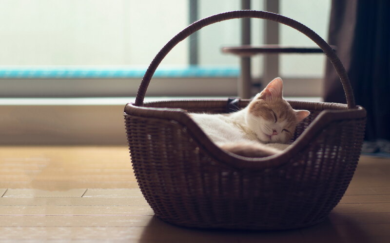 Cat Sleeping in Basket — Brown