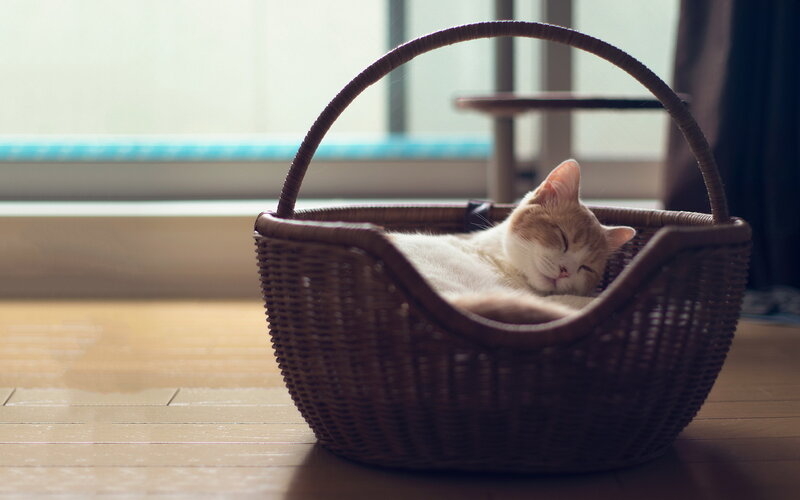 Cat Sleeping in Basket