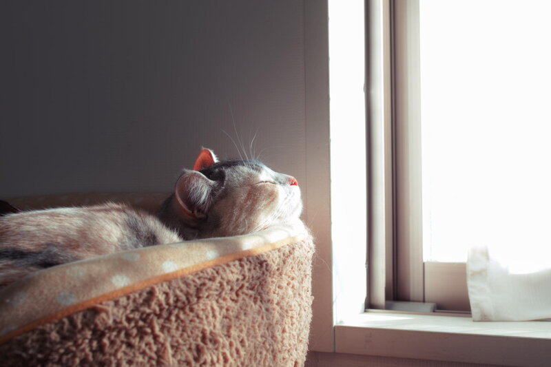 Cat Sleeping in Bed — Brown