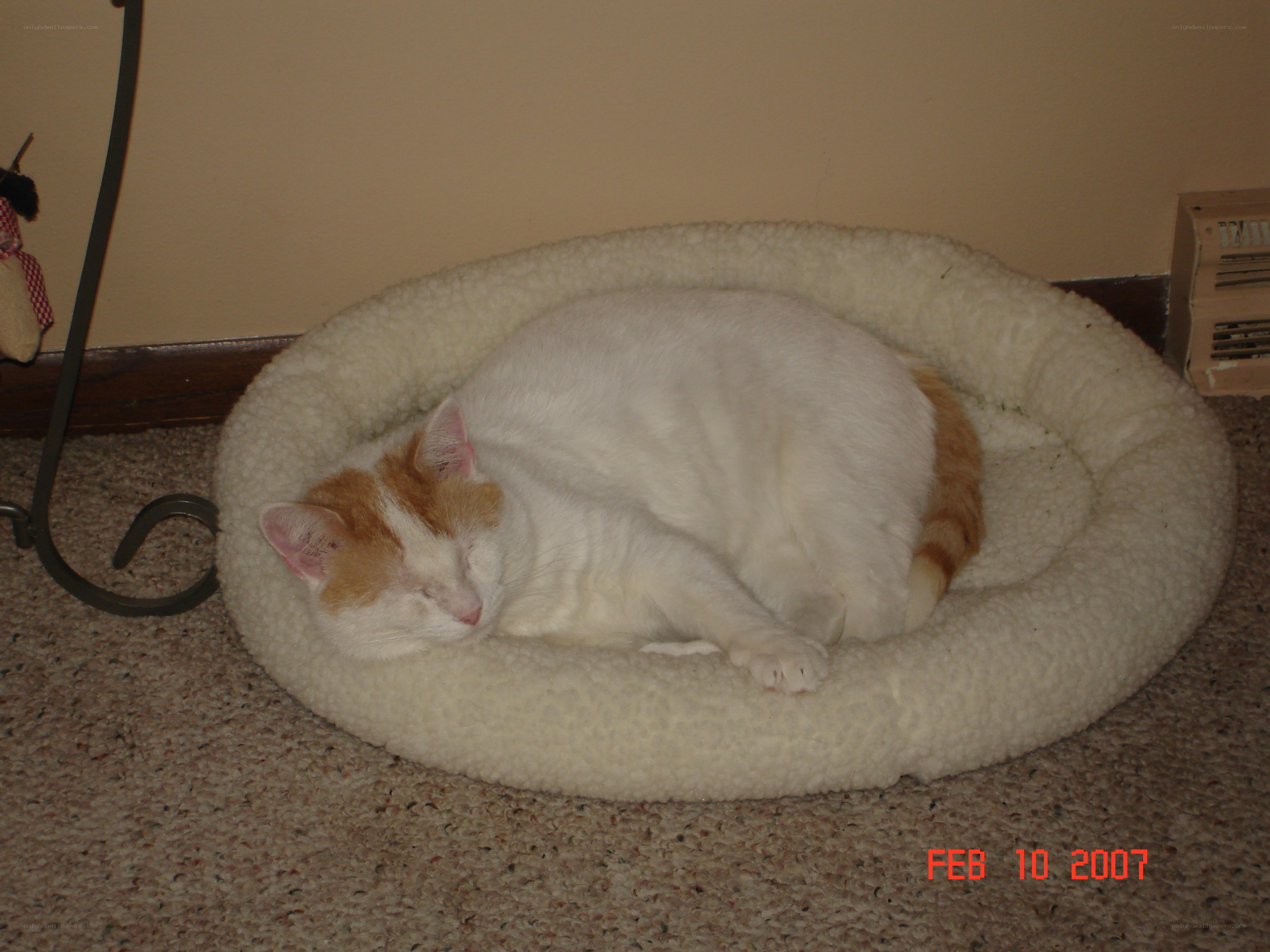 cat sleeping in bed