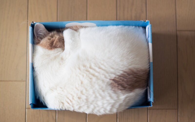 Cat Sleeping in Box