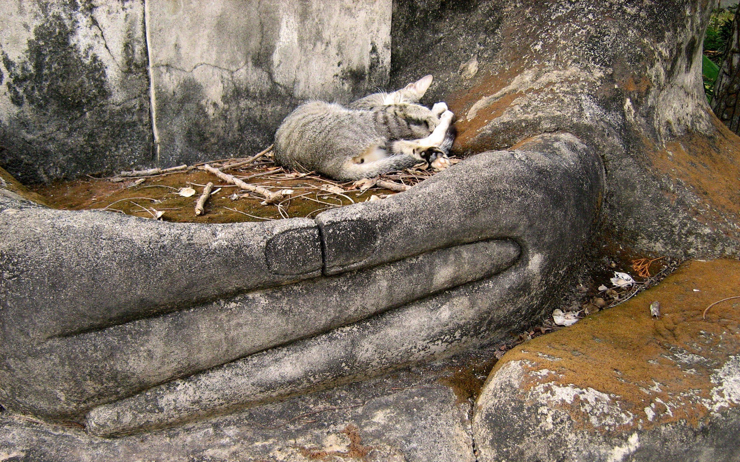 Cat sleeping in Buddha hand