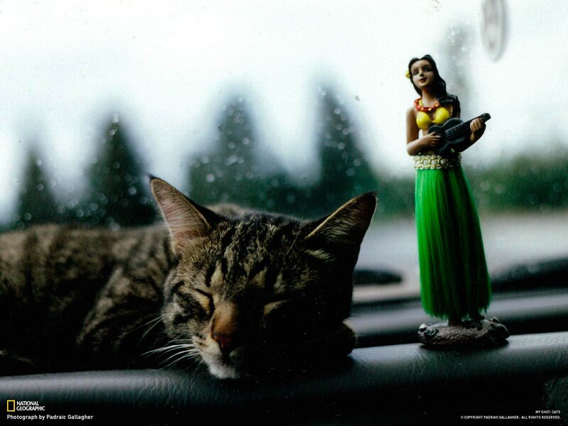 Cat sleeping in car with hula doll