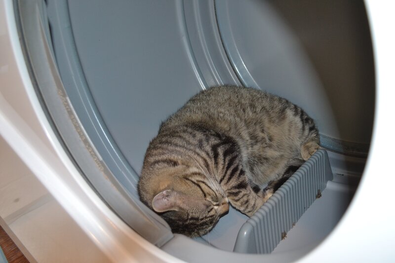 Cat sleeping in dryer