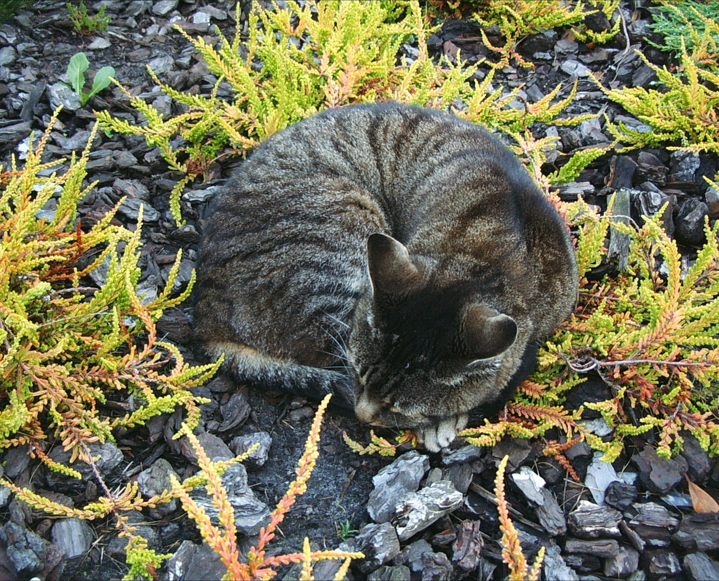 Cat sleeping in garden