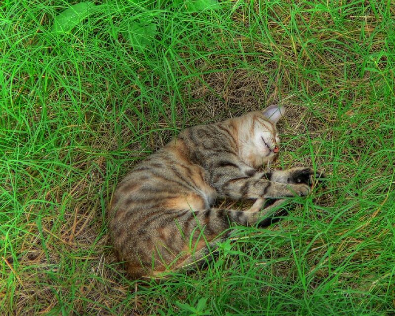 Cat sleeping in grass