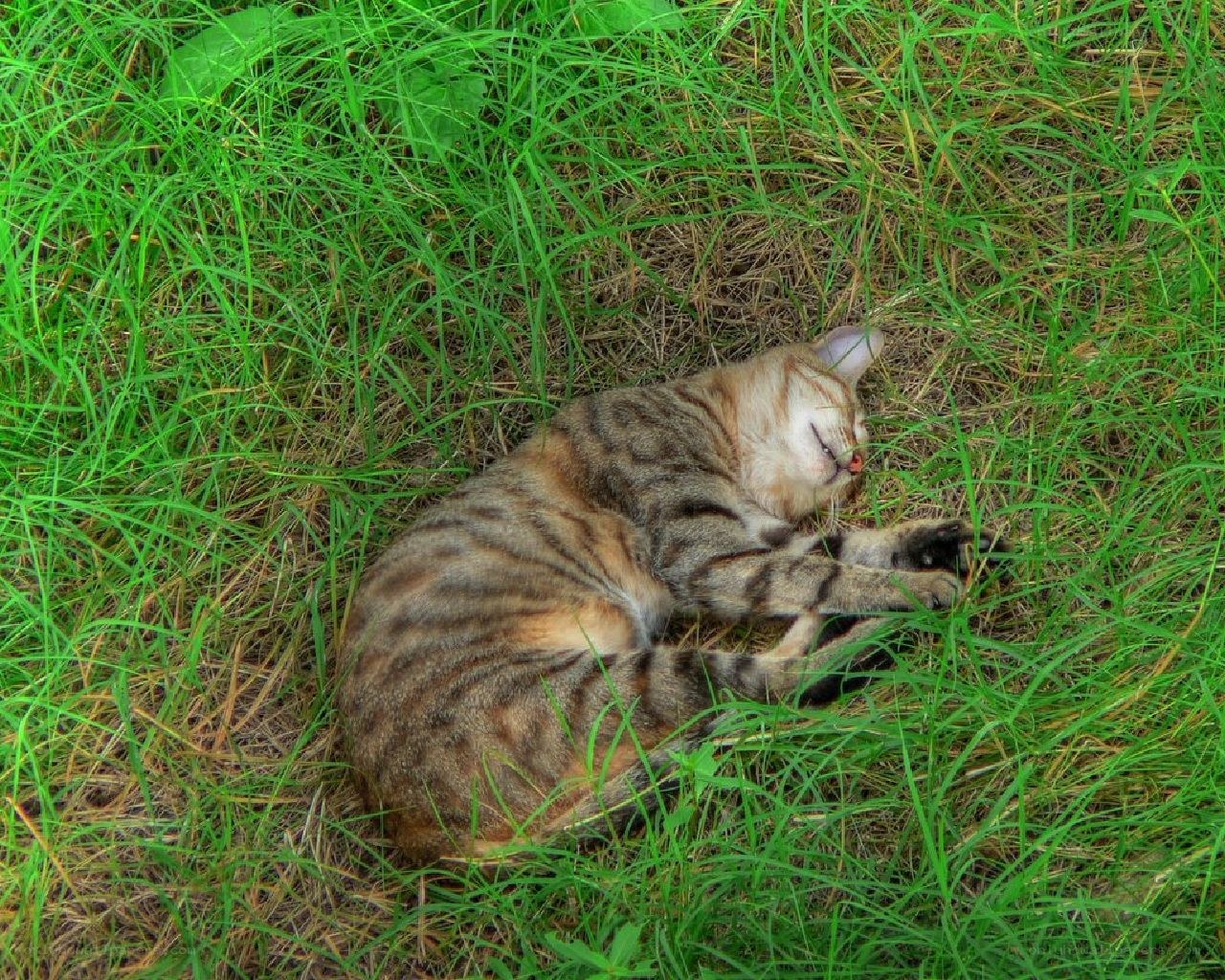 Cat sleeping in grass