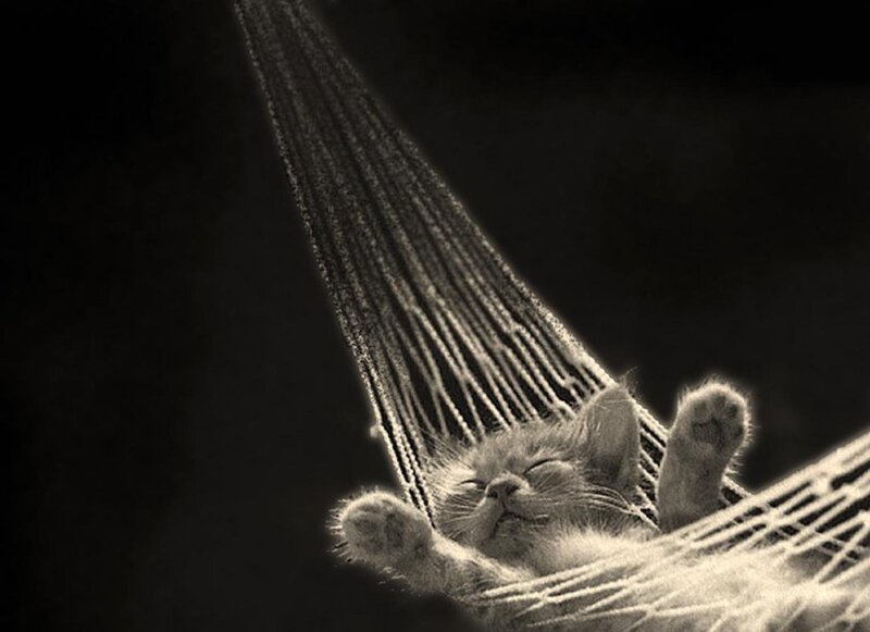 cat sleeping in hammock