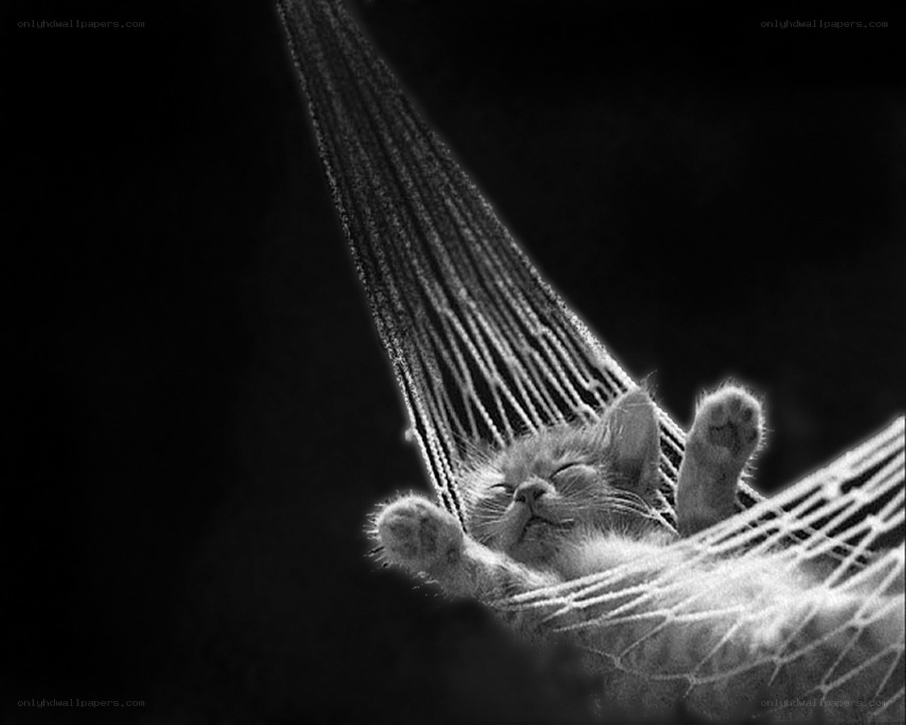 cat sleeping in hammock