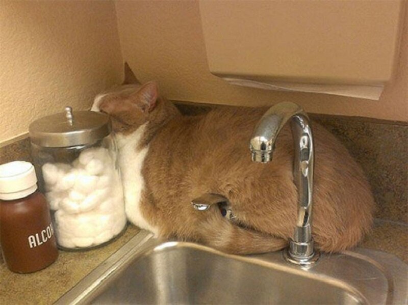 Cat Sleeping in Sink — Brown