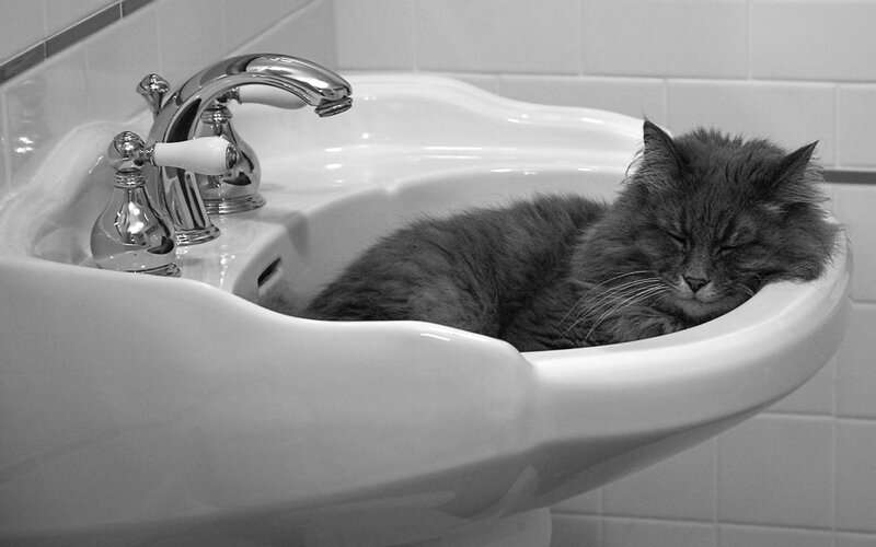 Cat sleeping in sink