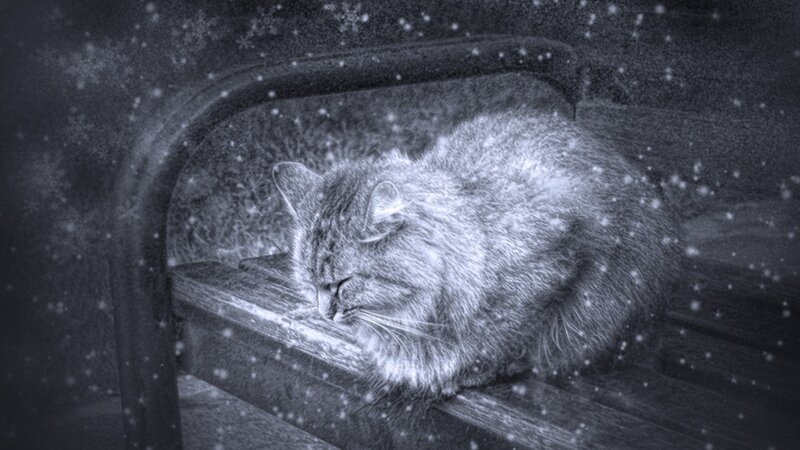 Cat sleeping in snow