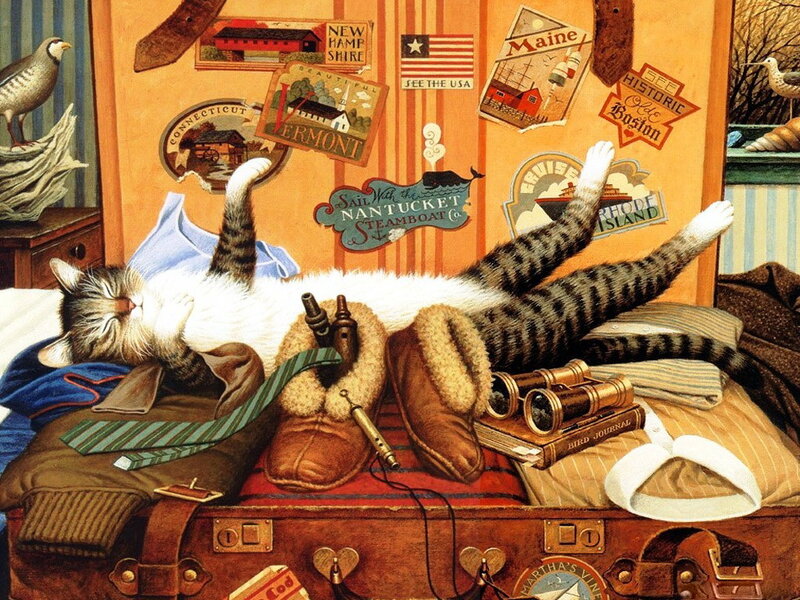 Cat Sleeping in Suitcase