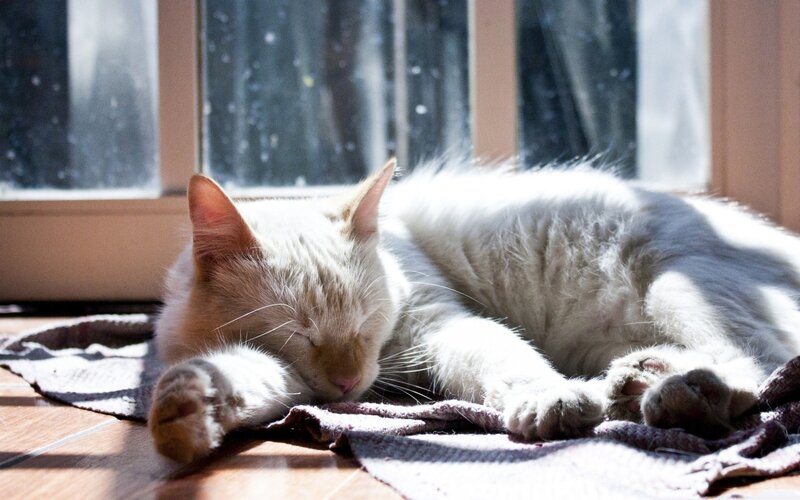 Cat sleeping in sunbeam