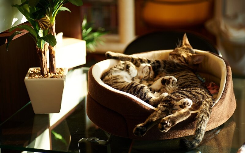 Cat sleeping in sunbeam