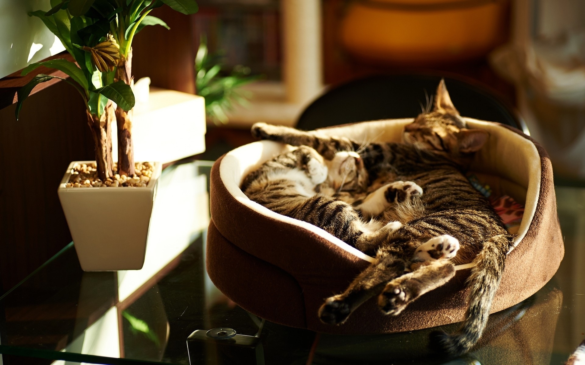 Cat sleeping in sunbeam