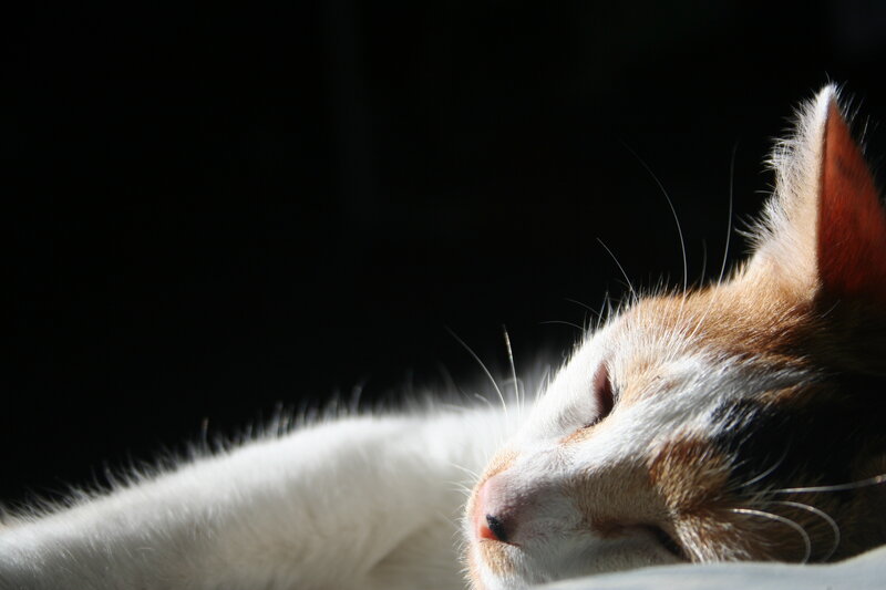 cat sleeping in sunlight