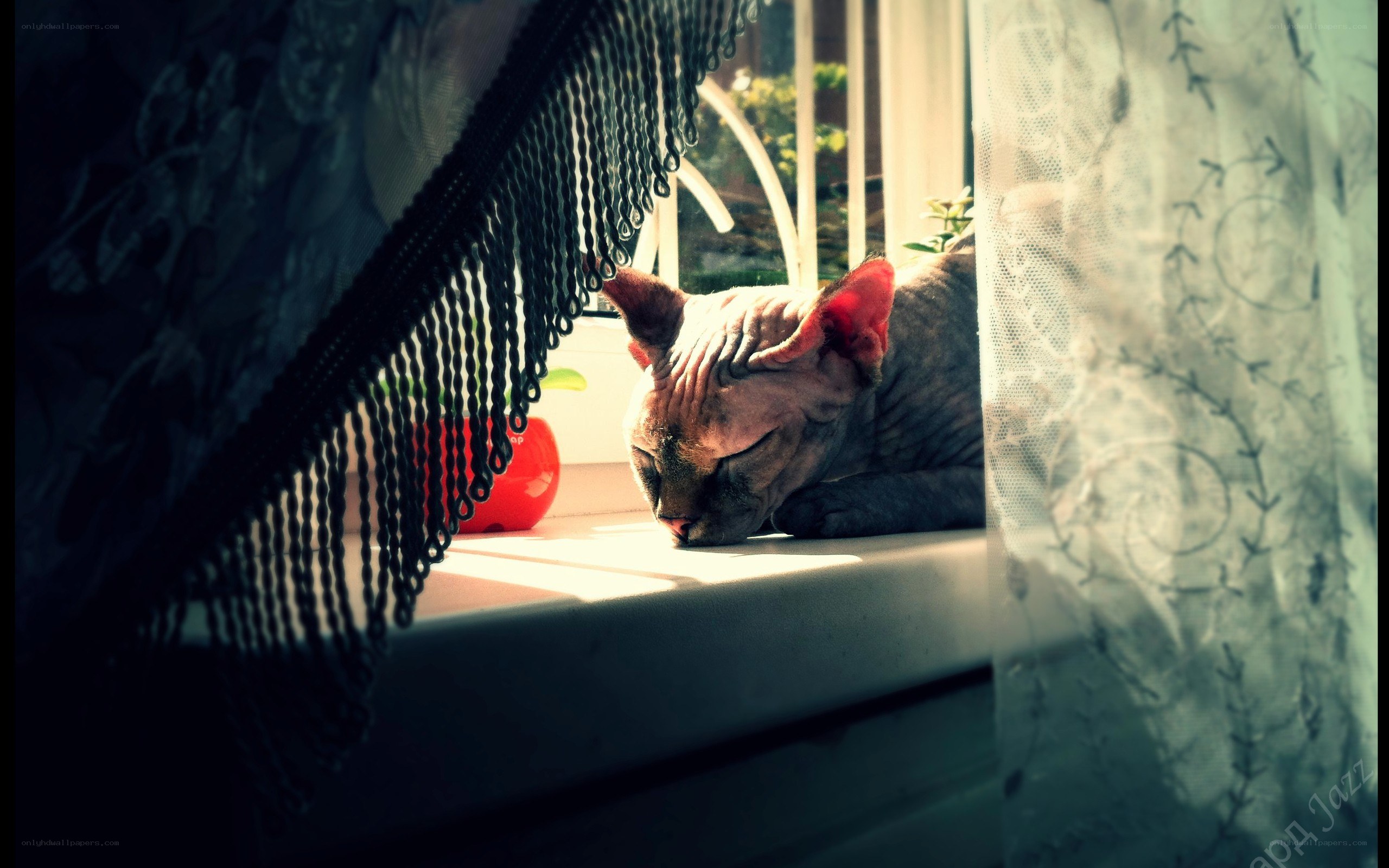 Cat sleeping in sunlight