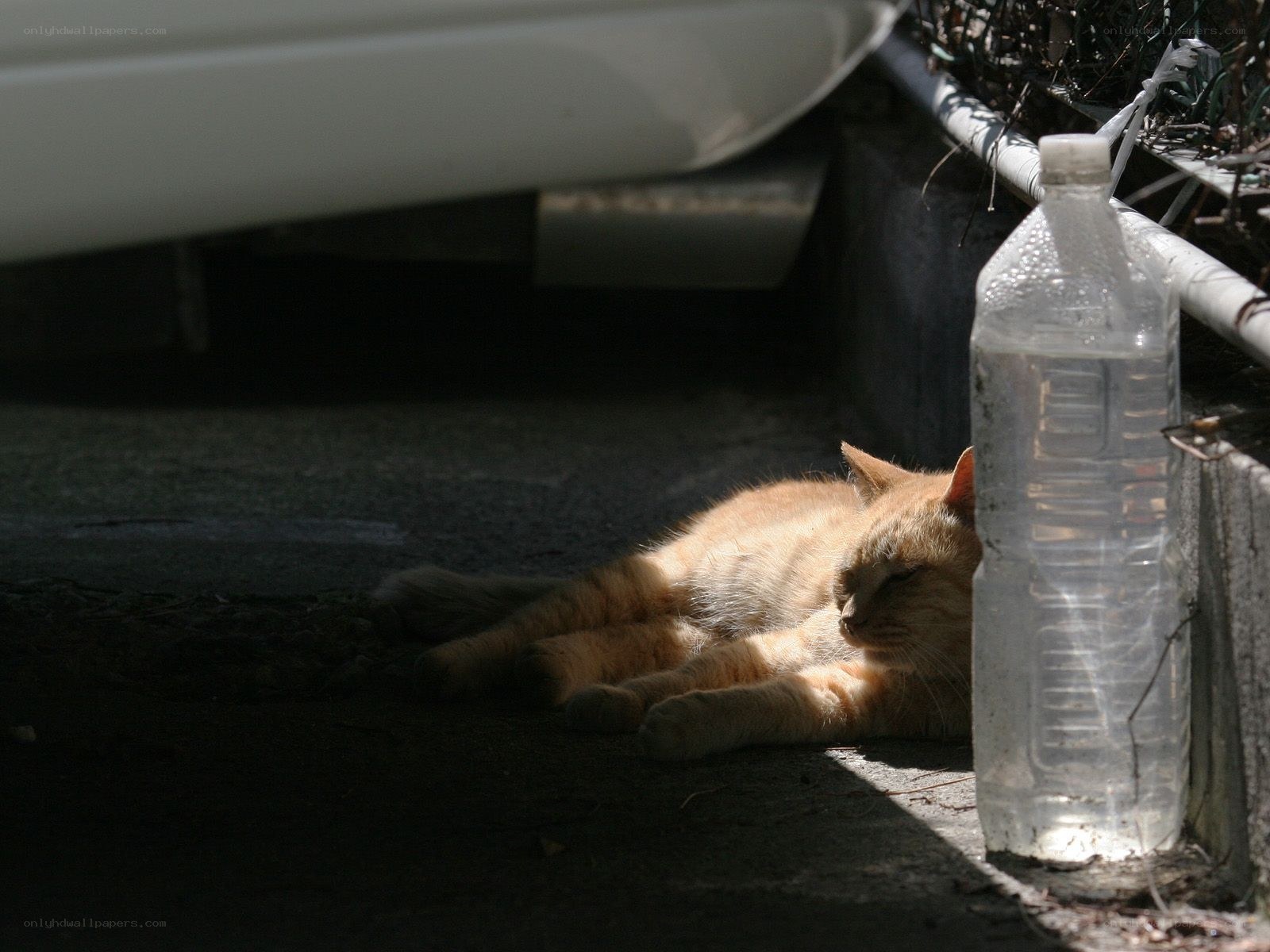 Cat sleeping in sunlight