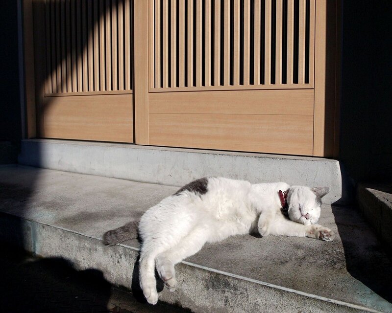 Cat sleeping in sunlight