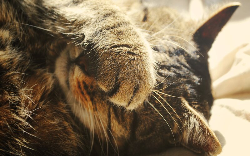 cat sleeping in sunlight