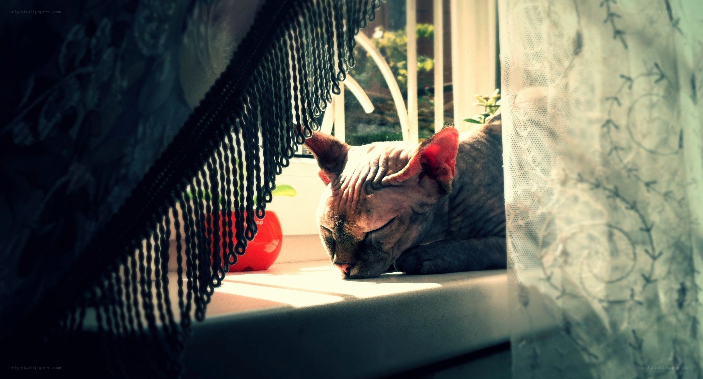 Cat sleeping in sunlight