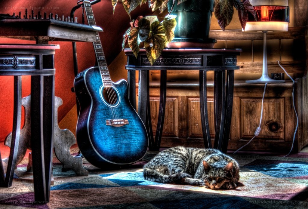 Cat sleeping near guitar