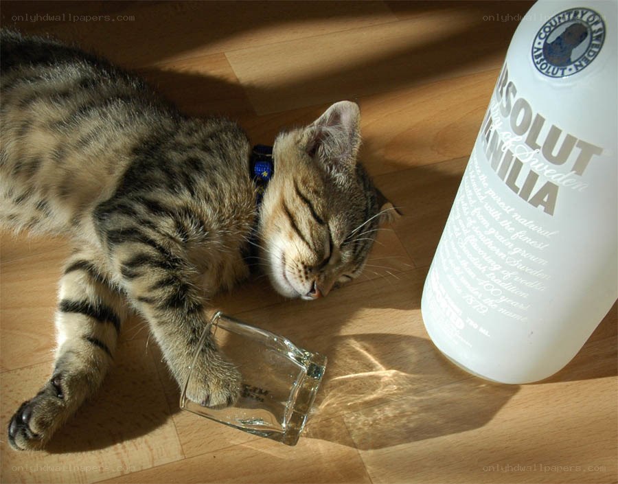 cat sleeping near vodka bottle